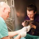 veterinarian and technician treating a cat