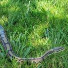 snake in grass