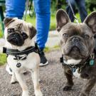 pug and frenchie