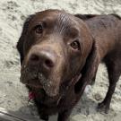 chocolate Lab on the beach looking into camera with sand on her snout