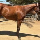 side view of horse