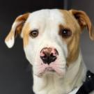 brown and white dog