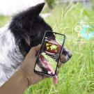 image of dog and human hand holding phone analyzing data from the dog