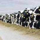dairy cows eating