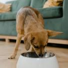 dog eating from bowl