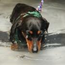 dog working out on underwater treadmill