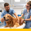 Two vets examine a dog in the emergency care unit