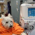 small white dog wrapped in orange blanket receiving hemodialysis treatment