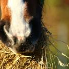 horse eating