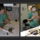 veterinary technician working with exotic pets
