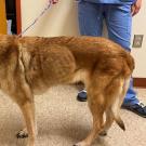 skinny dog at the UC Davis veterinary hospital