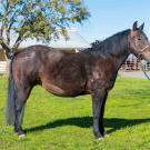 pregnant mare