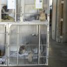 dogs in shelter