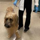 dog on leash in hospital