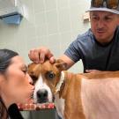 woman kisses dog in veterinary exam room, while man comforts dog