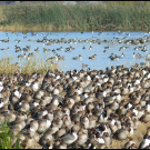 wild waterfowl