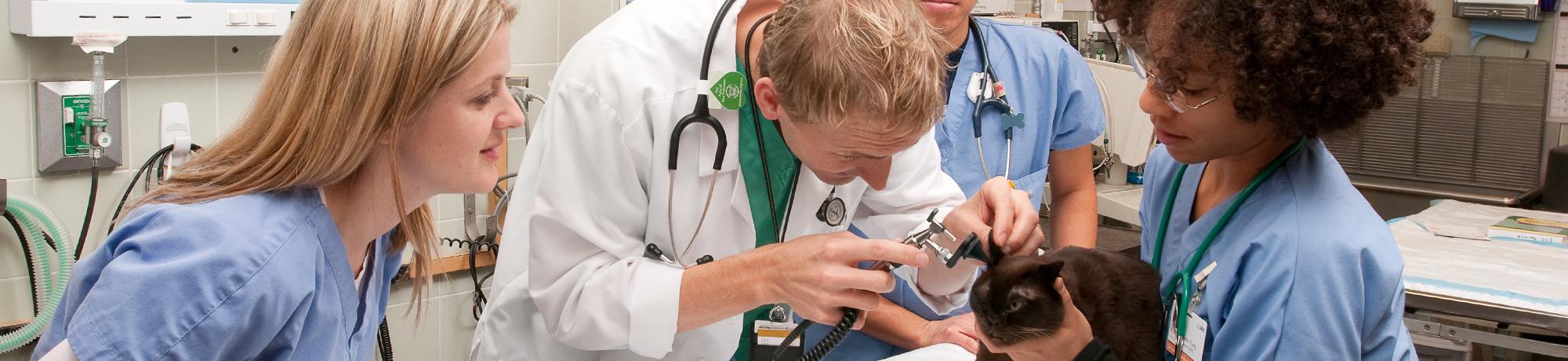 Emergency and Critical Care Service - Emergency Room