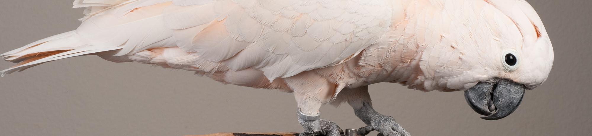 The Richard M. Schubot Parrot Wellness & Welfare Program