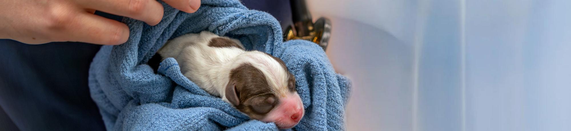 a vet holding a newborn puppy